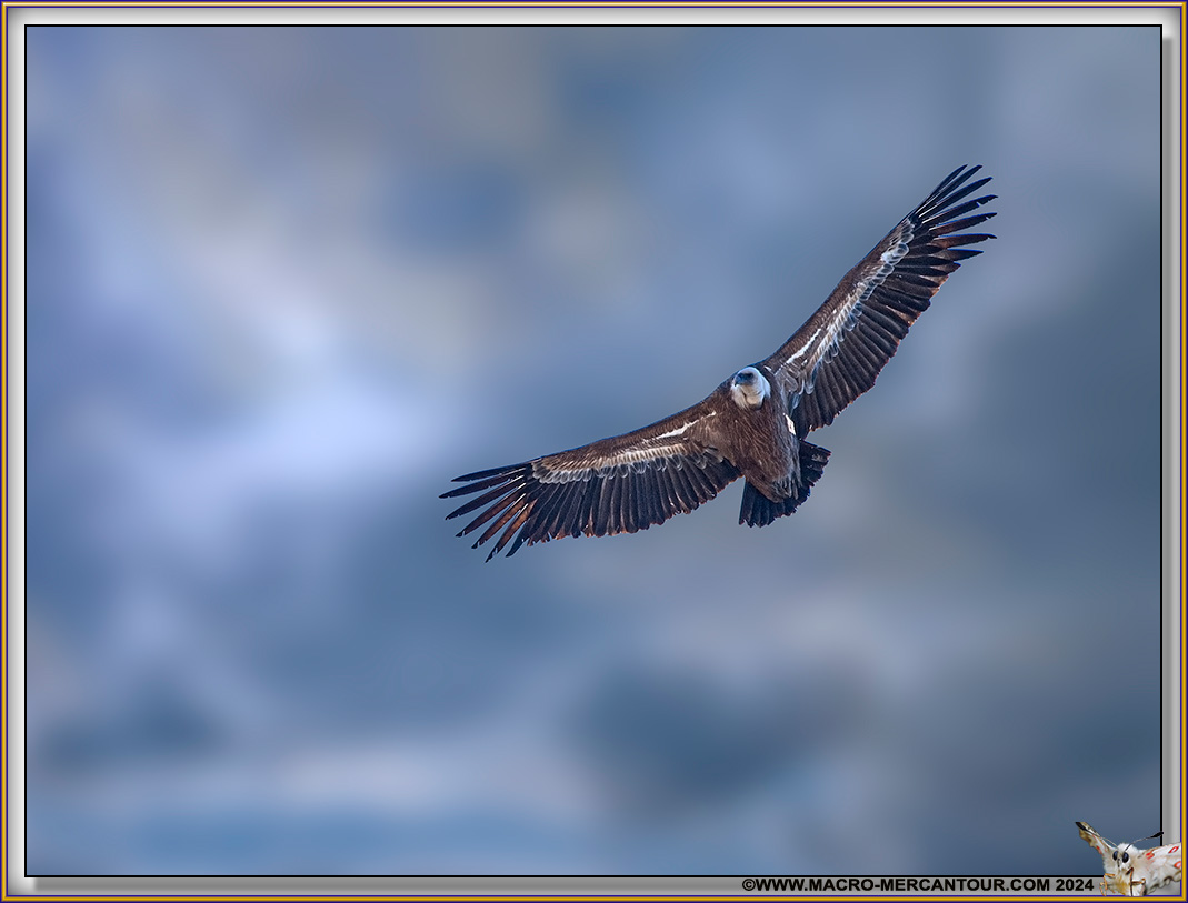 Vautour Fauve